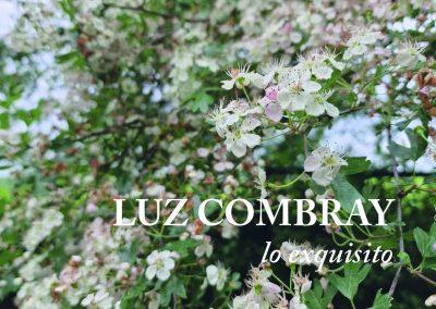 imagen LUZ combray